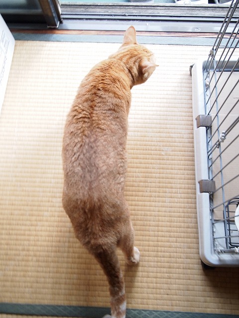 愛猫タラオのダイエット記録②_b0141240_15342118.jpg