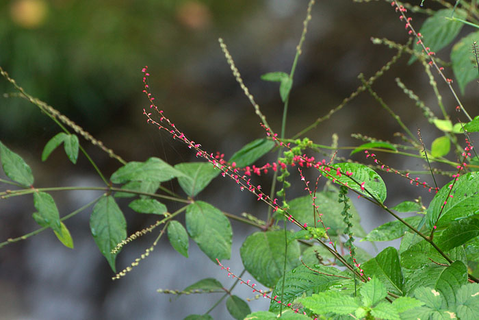 c0067040_22131010.jpg