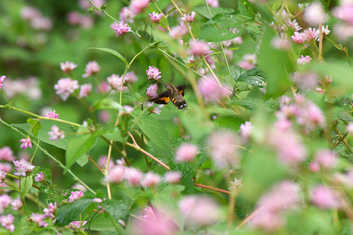 c0067040_2215296.jpg