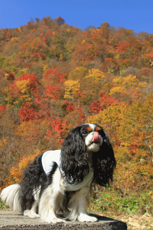c0145250_1262155.gif