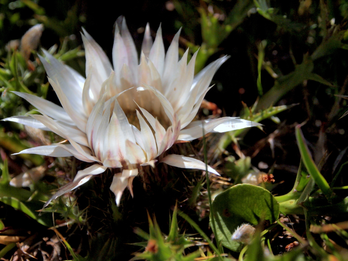 スイスの山の花　その１_f0287251_154652.jpg