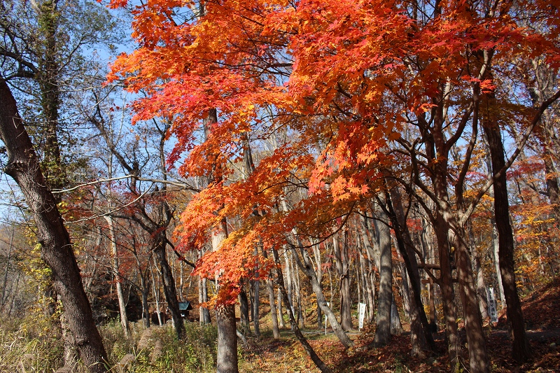 10月26日　燃える秋　１_b0250154_18034513.jpg