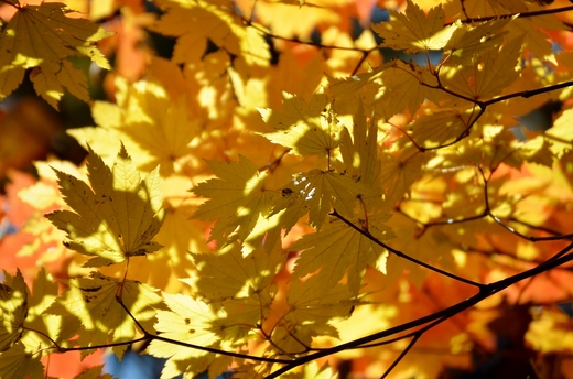 氷ノ山の紅葉・黄葉2014_d0140867_11173758.jpg