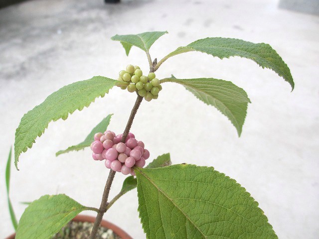 b0182884_131032100.jpg
