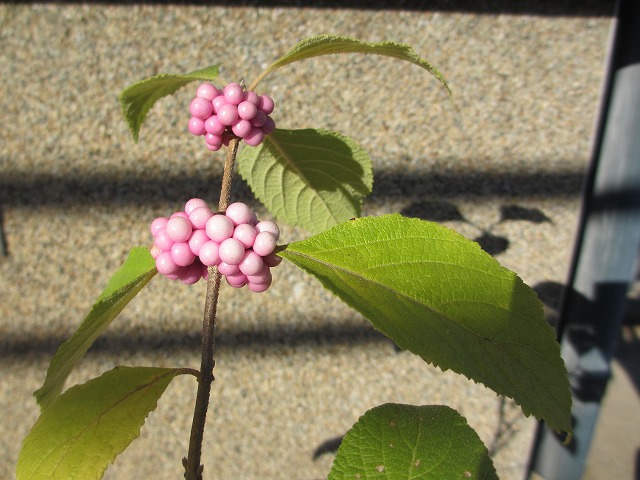 b0182884_13103314.jpg