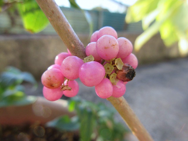 b0182884_13105757.jpg