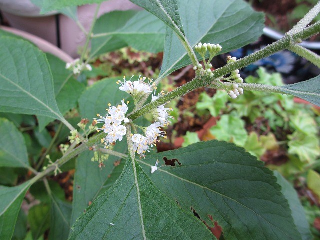 b0182884_1310820.jpg