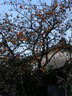 e0130185_165185.jpg