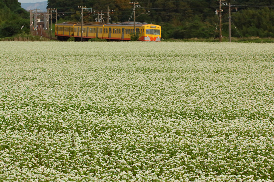 14.10.04：東員駅でコスモス、丹生川駅で蕎麦畑３－完_c0007190_17502059.jpg