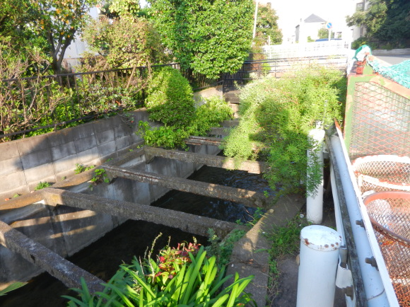 大丸用水「中野島用水堀」矢野口駅～京王線下_d0224990_17542678.jpg