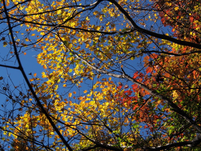 今年も期待を裏切らない氷ノ山の紅葉(まど登山口→東尾根→山頂→福定) 2014/10/25（土） 快晴 単独_c0134193_14594571.jpg