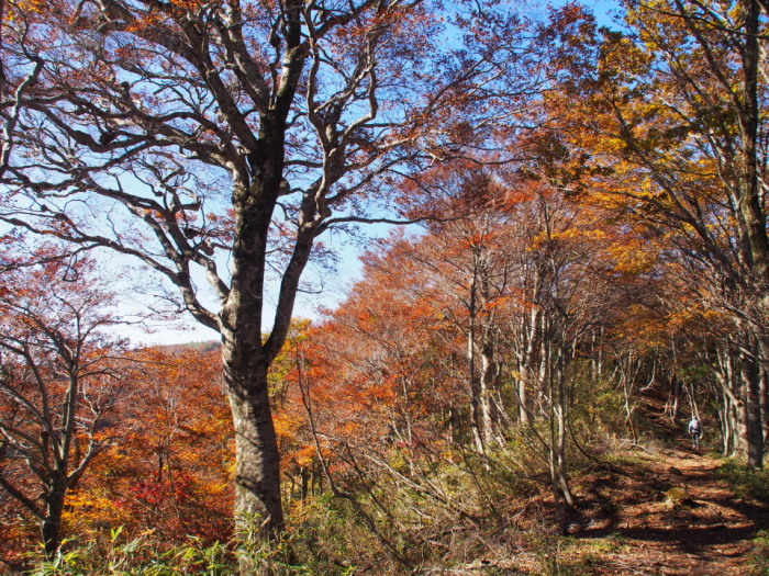 今年も期待を裏切らない氷ノ山の紅葉(まど登山口→東尾根→山頂→福定) 2014/10/25（土） 快晴 単独_c0134193_15552994.jpg