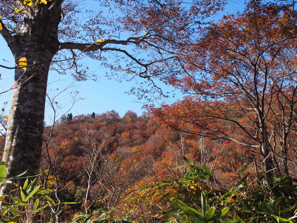 今年も期待を裏切らない氷ノ山の紅葉(まど登山口→東尾根→山頂→福定) 2014/10/25（土） 快晴 単独_c0134193_15574273.jpg