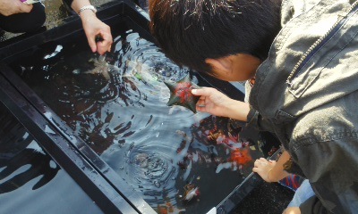 海あるき町歩き江名、市民文化祭_e0068696_19121783.jpg