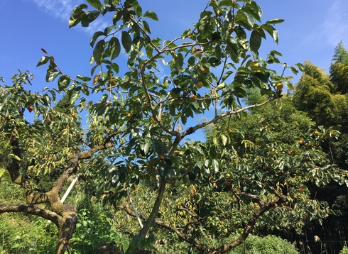 福岡の特別栽培の富有柿。_f0018099_1352175.jpg