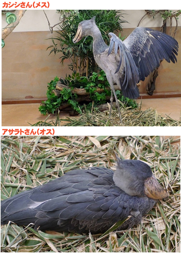 からくれない動物　８０_c0072801_10561657.jpg