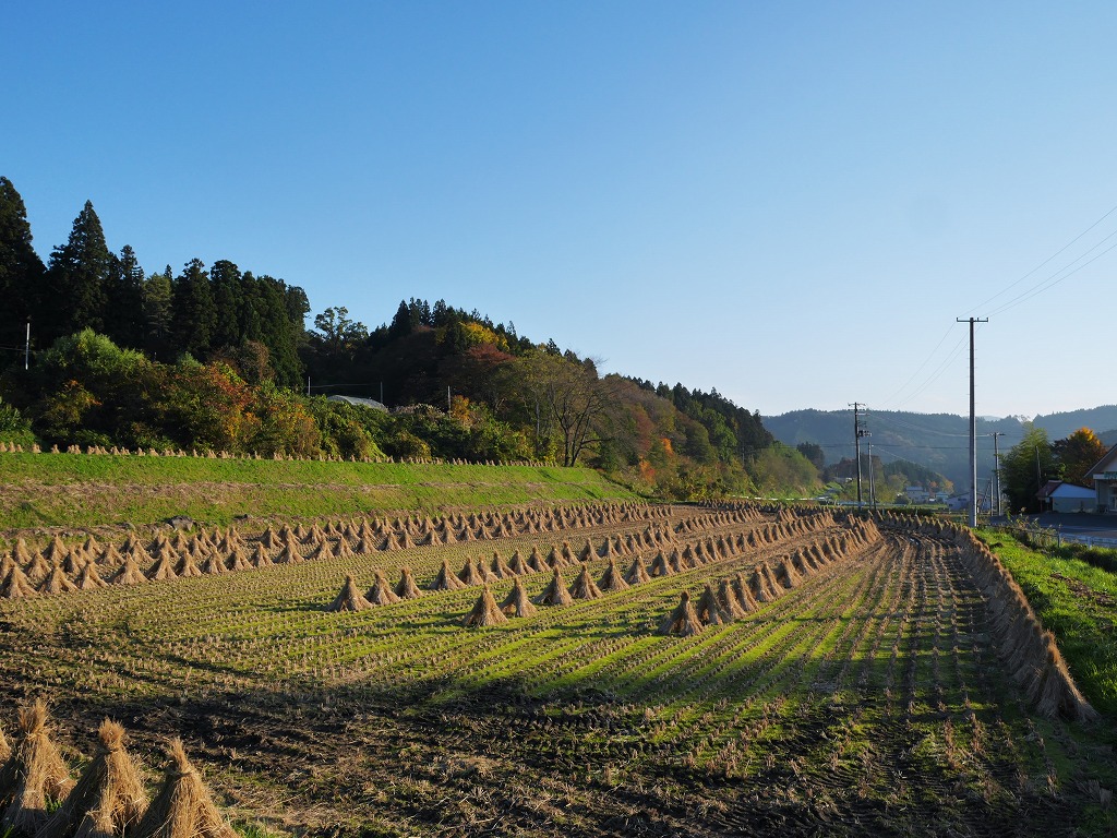 今年の紅葉_f0138305_2091559.jpg