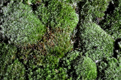 苔の箱庭作りワークショップ風景_d0263815_14463776.jpg