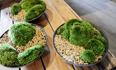 苔の箱庭作りワークショップ風景_d0263815_14543571.jpg