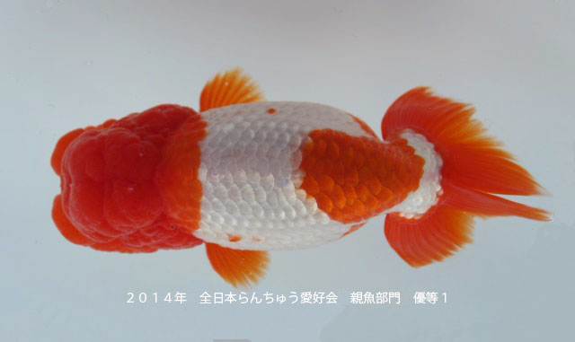c0162817_6191039.jpg