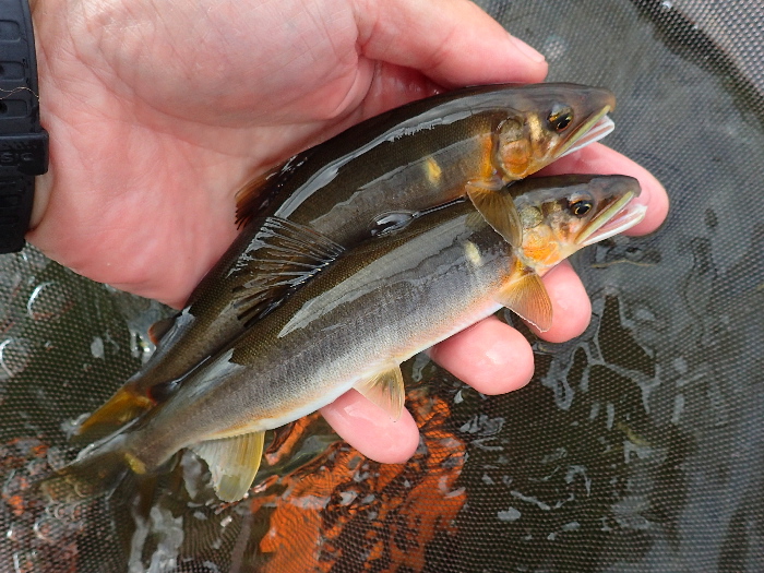 釣っても曳舟の鮎が増えない釣り… : STREAMSIDE