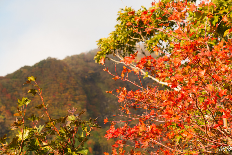 紅葉記　1日目_b0329837_10124289.jpg