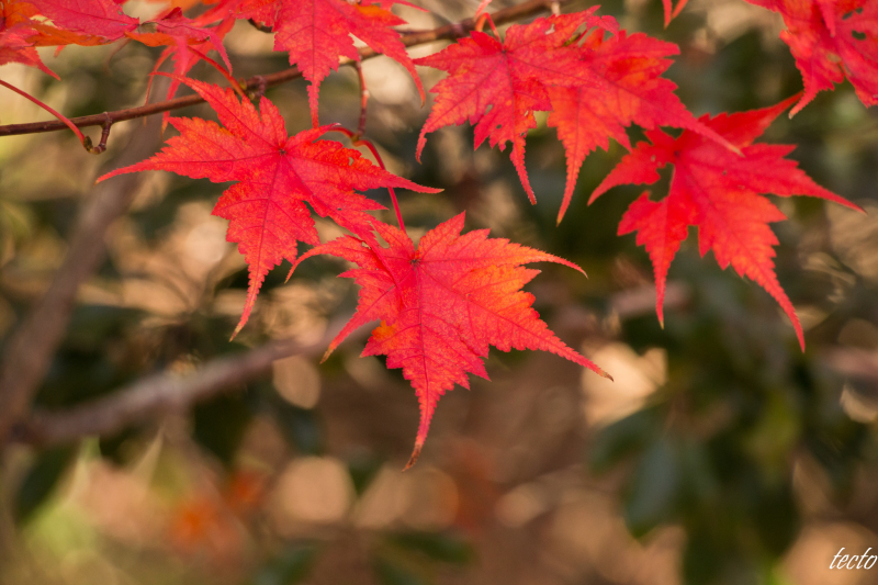 紅葉記　1泊2日目_b0329837_10452025.jpg