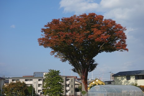 b0169238_21372824.jpg