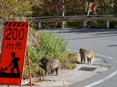 紅葉の三国峠でニホンザルの群れ！_c0191138_2216489.jpg