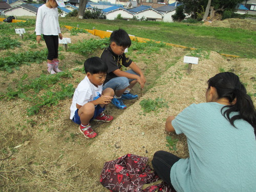 玉ねぎの植え付けをしました_f0079749_15394026.jpg