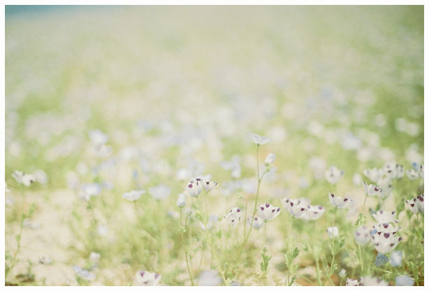 花の丘、丘の花_f0152749_21353898.jpg