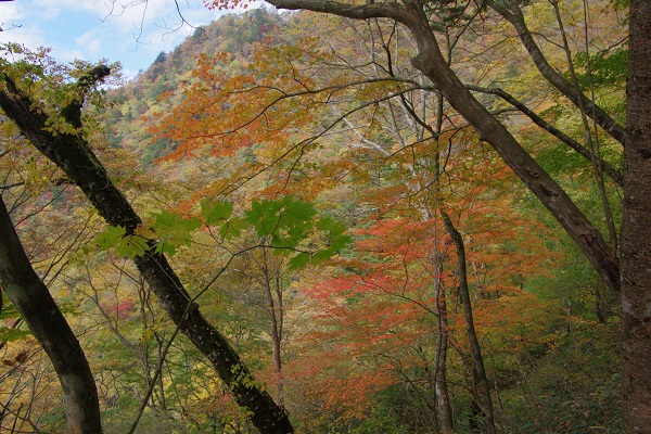 八紘嶺（紅葉・富士山）_d0164761_15204260.jpg