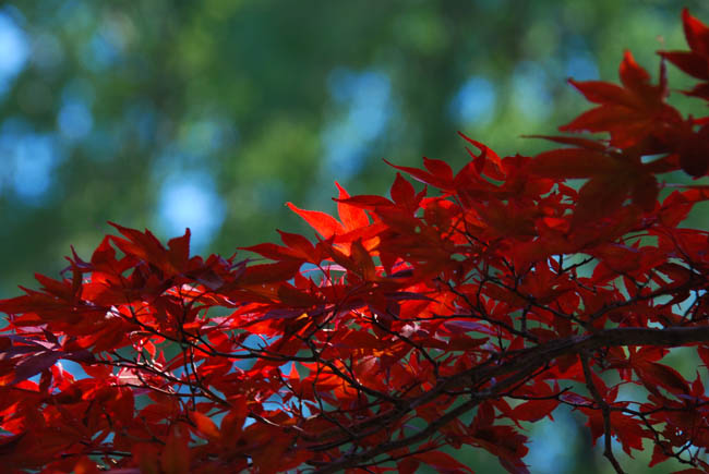 　　　【　平岡樹芸センター　2　】_c0094572_07643.jpg