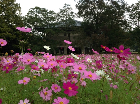 観世音寺のミゾソバの花_b0214473_16154845.jpg