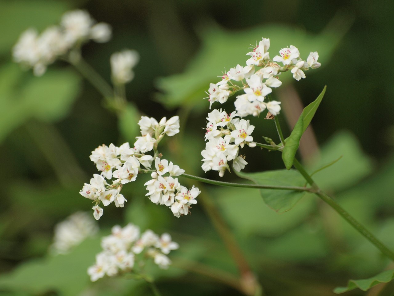 『蕎麦(ソバ)と藍（アイ）の花～♪』_d0054276_2025927.jpg