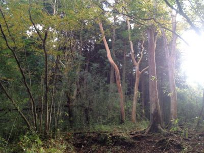 駒ケ岳〜防ヶ沢登山口 2014/10/27_d0262778_15411979.jpg