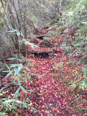 駒ケ岳〜防ヶ沢登山口 2014/10/27_d0262778_15412935.jpg