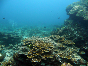 ラチャヤイ島&ラチャノイ島ファンダイビング_f0144385_20541929.jpg