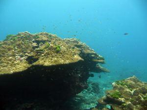 ラチャヤイ島&ラチャノイ島ファンダイビング_f0144385_20541965.jpg