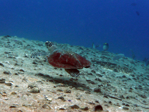 ラチャヤイ島&ラチャノイ島ファンダイビング_f0144385_20541980.jpg