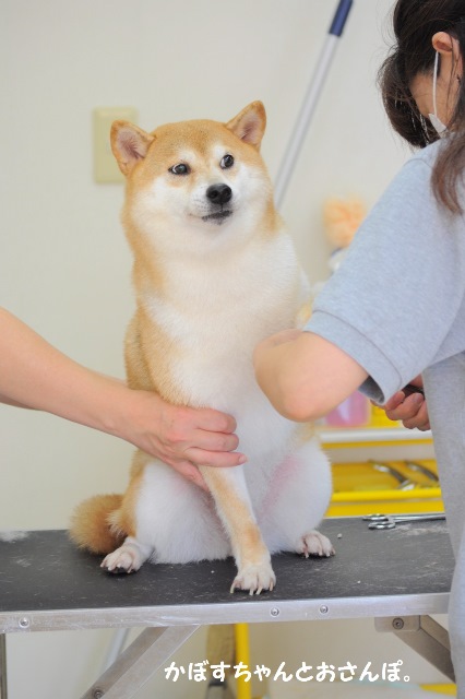 ふわふわ_a0126590_00301177.jpg