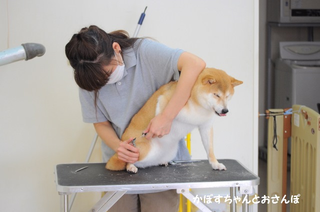 ふわふわ_a0126590_00302810.jpg