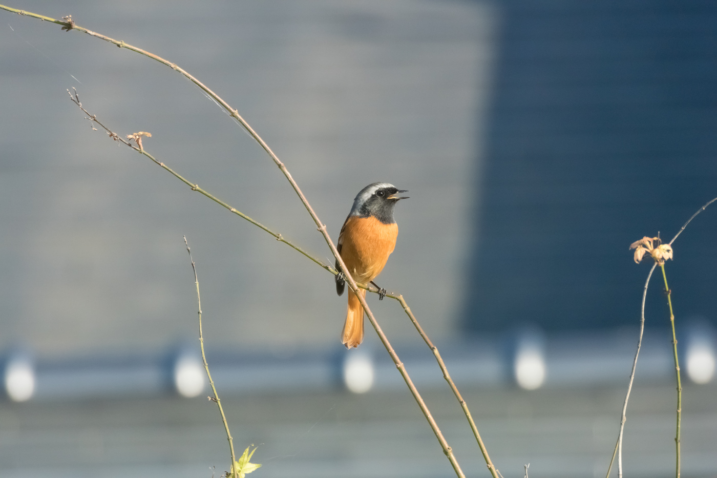 久しぶりの野鳥_f0083903_11514788.jpg