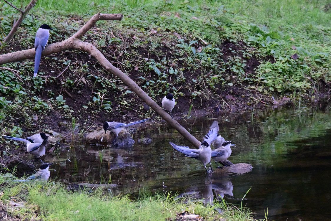 オナガの飛び出しと水辺で群れる様子を_a0031821_20442749.jpg