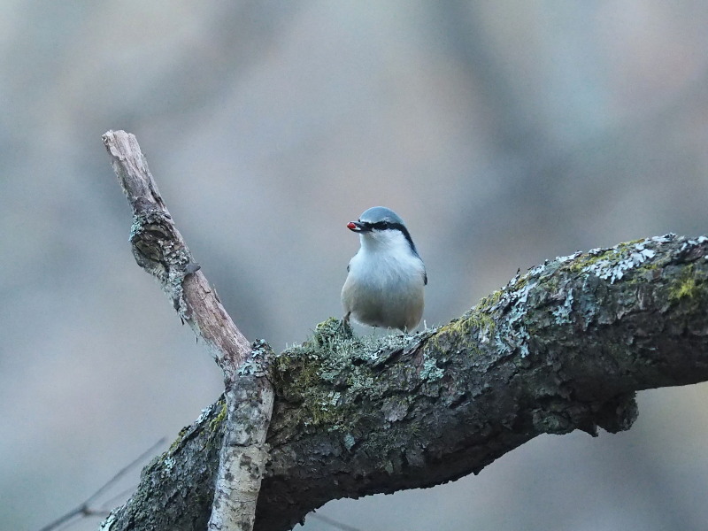 f0330321_20441399.jpg