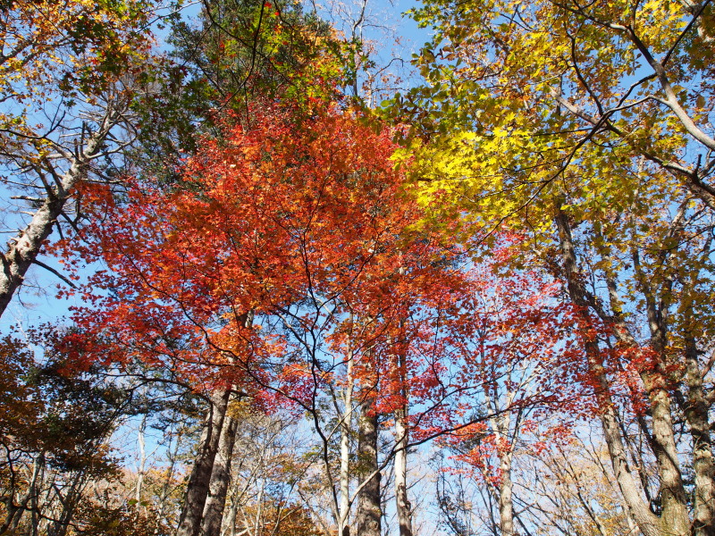 秋色の戸隠森林植物園_f0330321_22244483.jpg