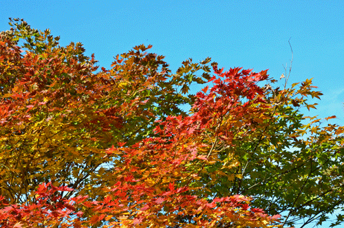 d0016727_18412353.gif
