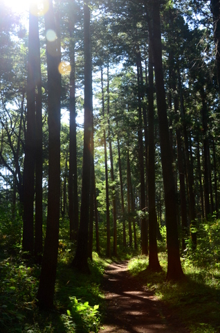 今日の森（コスモス）_b0154134_13572751.jpg