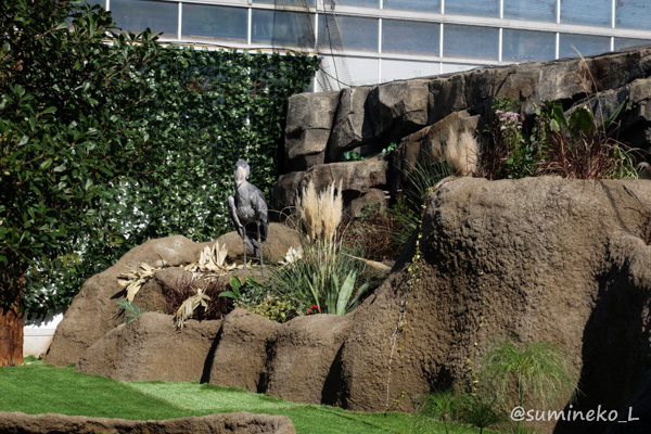 2014/10/24 神戸に来たハシビロコウさん : 墨色の鳥籠