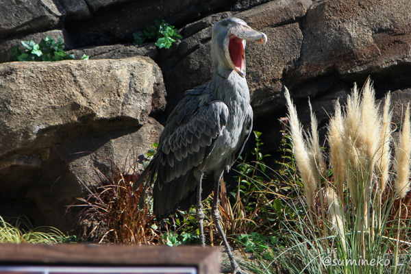 2014/10/24 神戸に来たハシビロコウさん : 墨色の鳥籠
